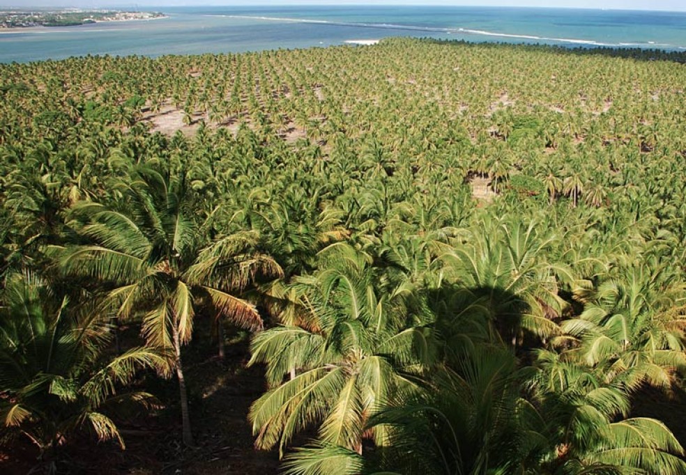 Impact of the Lethal Yellowing Disease of the Coconut Tree in Zambézia and South of Nampula